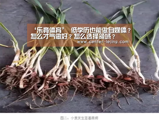 乐竟娱乐
